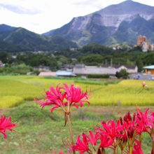 寺坂棚田彼岸花の画像