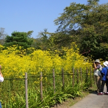 秋の七草めぐり女郎花の画像