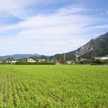 荒川そばの花の画像