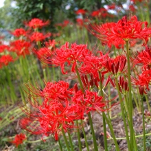 ムクゲ自然公園彼岸花の画像