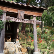 ムクゲ自然公園彼岸花の画像