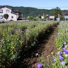 秋の七草めぐり桔梗の画像