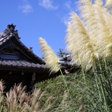 秋の七草めぐり尾花の画像