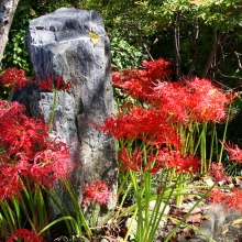 法善寺の彼岸花の画像