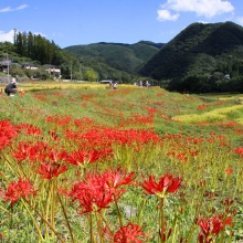 寺坂棚田彼岸花の画像