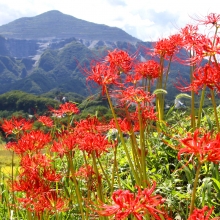 寺坂棚田彼岸花の画像