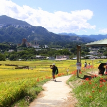 寺坂棚田彼岸花の画像