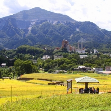 寺坂棚田彼岸花の画像