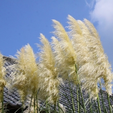 秋の七草めぐり尾花の画像