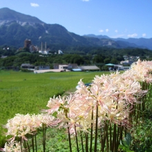 寺坂棚田彼岸花の画像