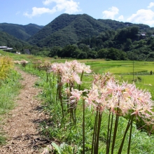 寺坂棚田彼岸花の画像