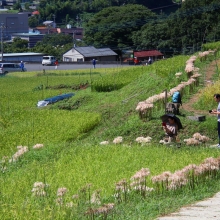 寺坂棚田彼岸花の画像