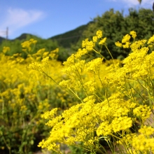 秋の七草めぐり女郎花の画像