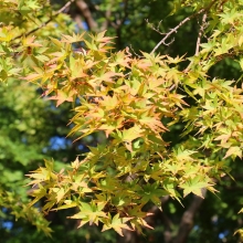 長瀞月の石もみじ公園紅葉