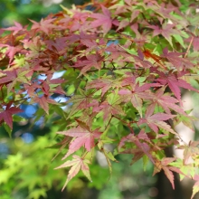 長瀞月の石もみじ公園紅葉