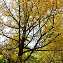 宝登山神社紅葉の画像