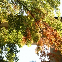 宝登山神社紅葉の画像