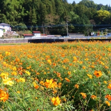 上三沢 キバナコスモス