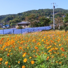 上三沢 キバナコスモス