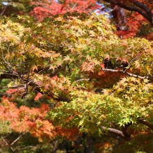 長瀞紅葉 月の石もみじ公園