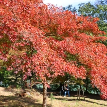 長瀞紅葉 月の石もみじ公園