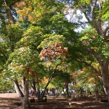 長瀞紅葉 月の石もみじ公園