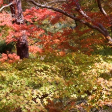 長瀞紅葉 月の石もみじ公園