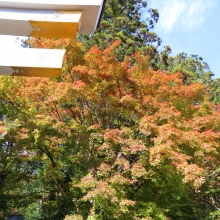 長瀞紅葉 寶登山神社の画像