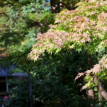 長瀞紅葉 寶登山神社の画像