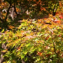 長瀞紅葉 寶登山神社の画像