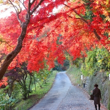 秩父路紅葉 札所一番四萬部寺の画像