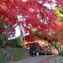 秩父路紅葉 札所一番四萬部寺の画像