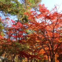 長瀞紅葉 月の石もみじ公園