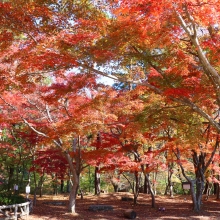 長瀞紅葉 月の石もみじ公園