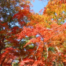 長瀞紅葉 月の石もみじ公園