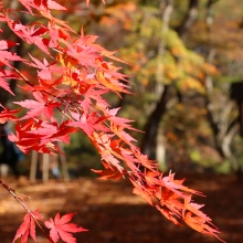 長瀞紅葉 月の石もみじ公園