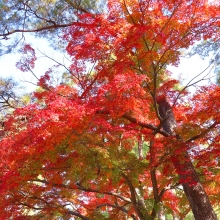 長瀞紅葉 月の石もみじ公園