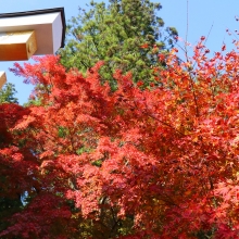 長瀞紅葉 寶登山神社の画像