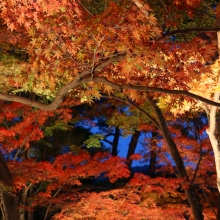 月の石もみじ公園ライトアップの画像