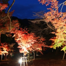 月の石もみじ公園ライトアップの画像