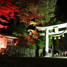 寶登山神社紅葉ライトアップ