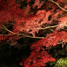 寶登山神社紅葉ライトアップ