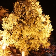 寶登山神社紅葉ライトアップ