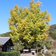 国神の大銀杏の画像