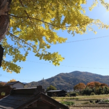 国神の大銀杏の画像