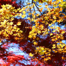 長瀞紅葉 月の石もみじ公園