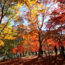 長瀞紅葉 月の石もみじ公園