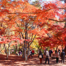 長瀞紅葉 月の石もみじ公園