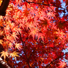 長瀞紅葉 月の石もみじ公園