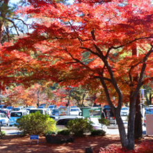 長瀞紅葉 月の石もみじ公園